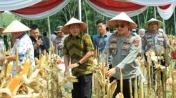 Dukung Ketahanan Pangan Nasional, Polres Tulang Bawang Barat Bersama Pemda dan Petani Gelar Panen Raya Jagung Serentak Kuartal II di Tulang Bawang Tengah