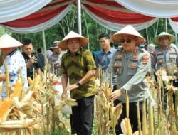 Dukung Ketahanan Pangan Nasional, Polres Tulang Bawang Barat Bersama Pemda dan Petani Gelar Panen Raya Jagung Serentak Kuartal II di Tulang Bawang Tengah